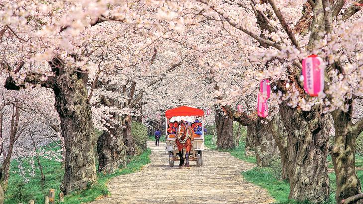 sakura jepang, jadwal sakura jepang 2019