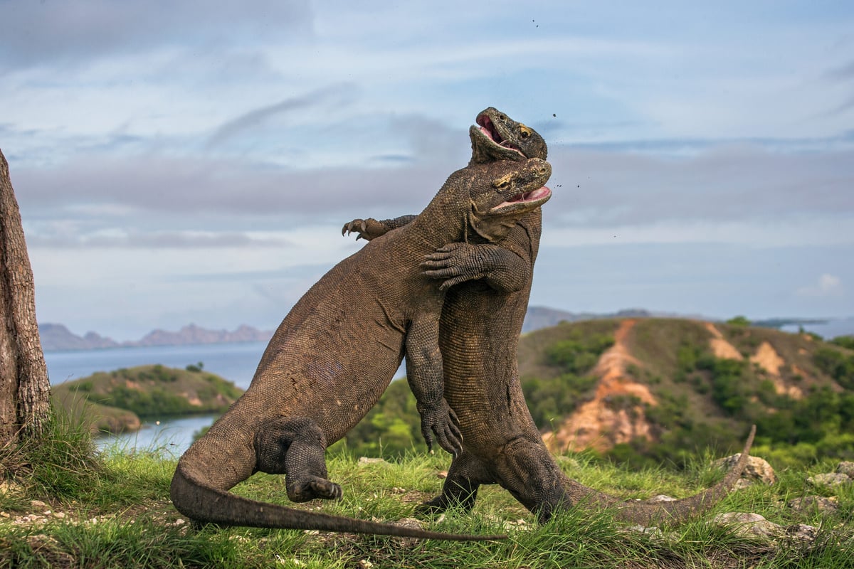 3 Cara Baru untuk Menikmati Pulau Komodo.