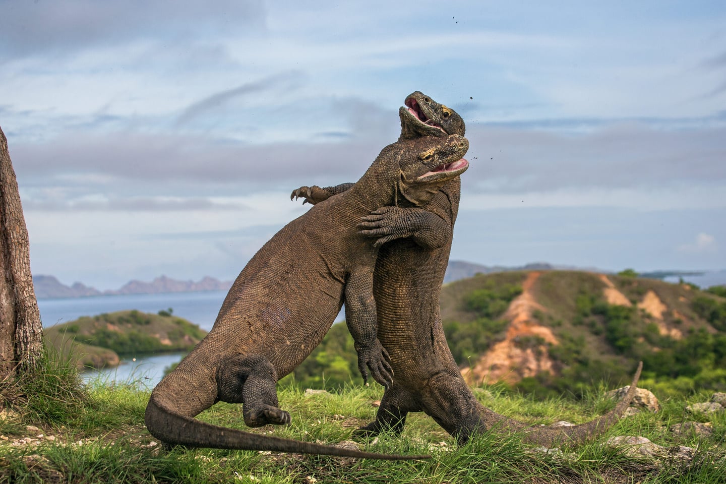 3 Cara Baru untuk Menikmati Pulau Komodo.