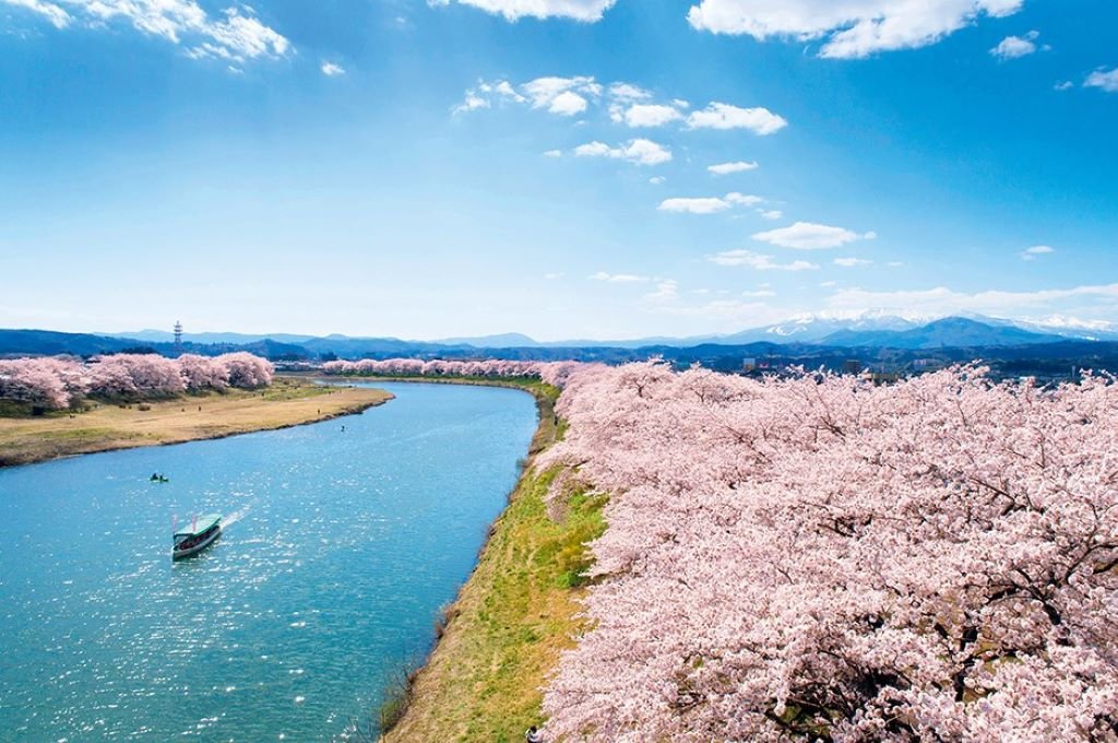 Mekarnya bunga sakura bulan Mei di kota Hokkaido, Jepang.