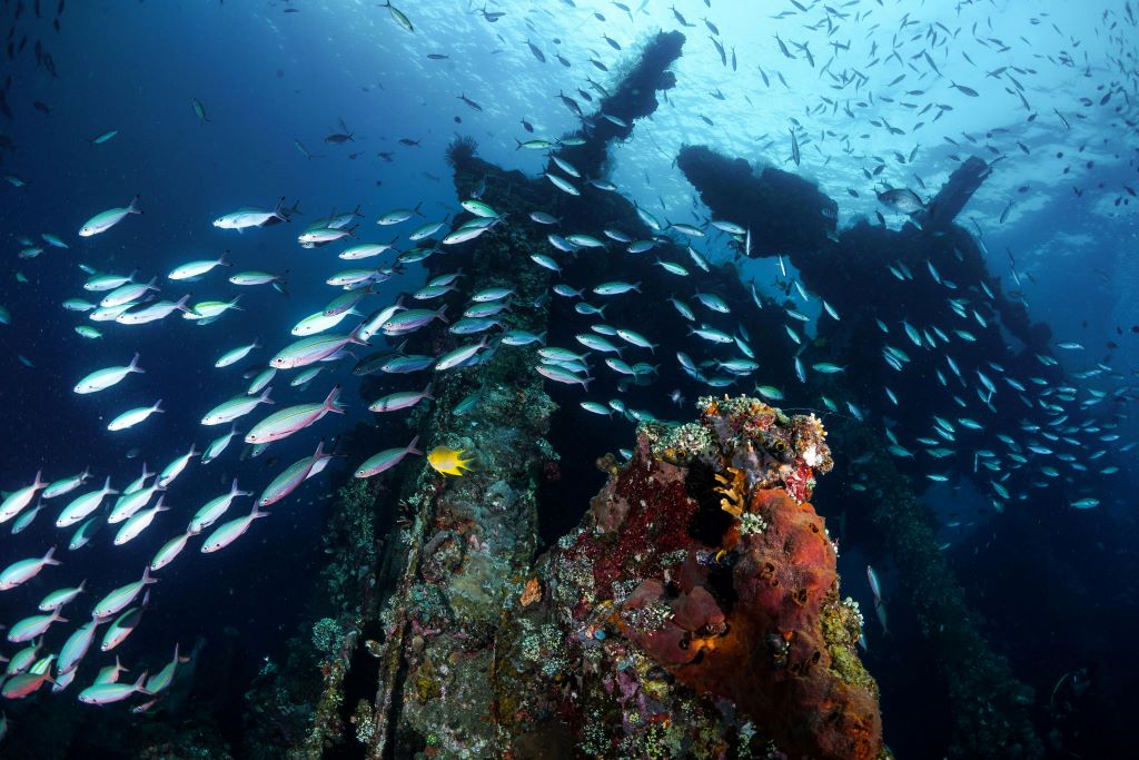 Dunia Tersembunyi Bawah Laut Bali