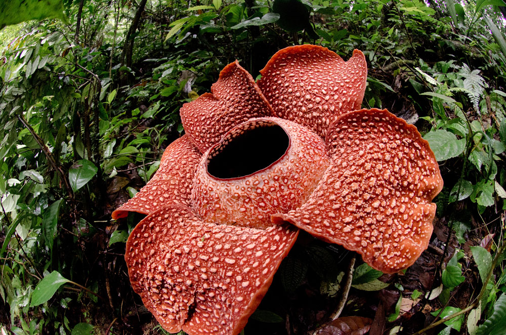 A beautiful Rafflesia arnoldii bloom in the tropical 