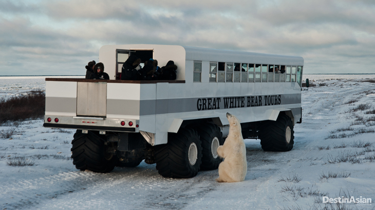 Great White Bear Tours -1